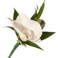 White orchid boutonniere with green foliage on a white background, elegant floral accessory for weddings and formal events.